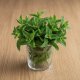 2 tablespoons chopped fresh mint